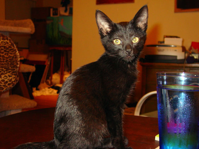 black cat about to drink out of a blue glass of water